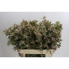 Leucadendron Ayoba Star Pearl