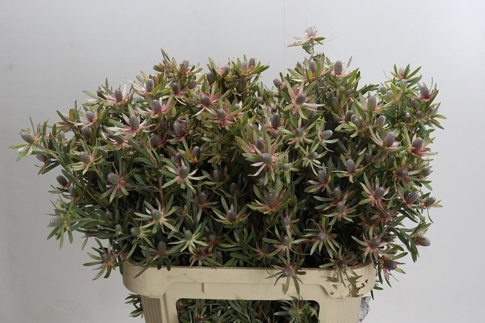 <h4>Leucadendron Ayoba Star Pearl</h4>