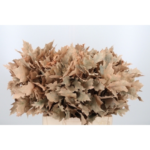 Quercus Kl Bh Apricot