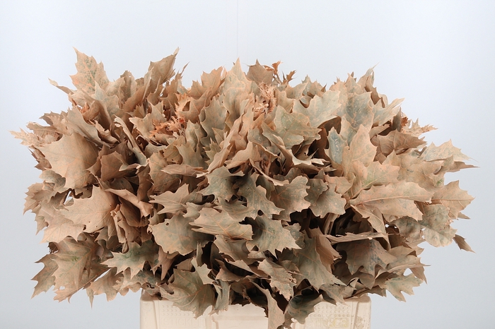 <h4>Quercus Kl Bh Apricot</h4>