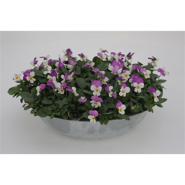 <h4>Viola cornuta zink 33 rose wit</h4>