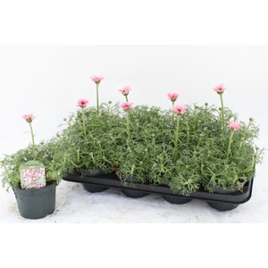 RHODAN H ZAGORA PINK