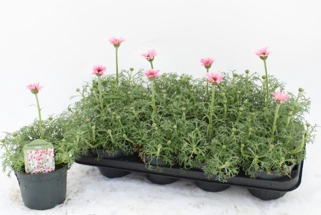 <h4>RHODAN H ZAGORA PINK</h4>