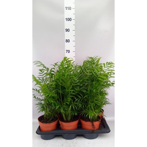 Chamaedorea elegans