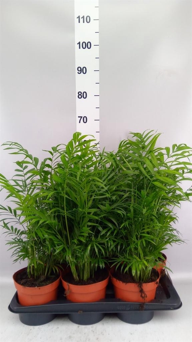 <h4>Chamaedorea elegans</h4>