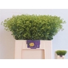 Alchemilla M Robustica