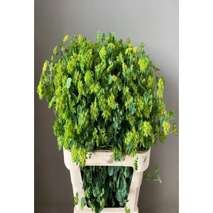 BUPLEURUM ROTUNDIFOL