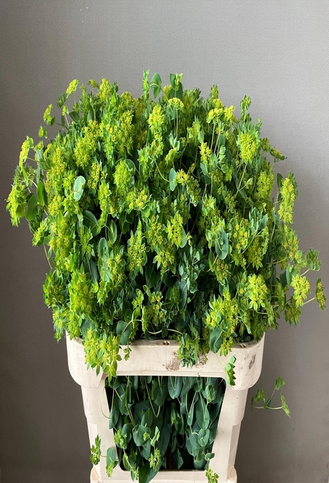 <h4>BUPLEURUM ROTUNDIFOL</h4>