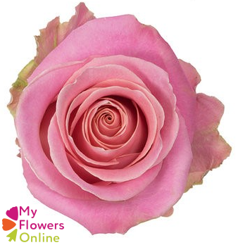 <h4>R Gr Hermosa+ Pink 50cm EC</h4>