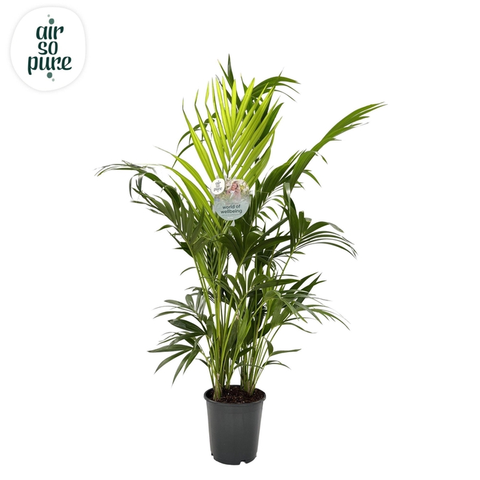 <h4>KENTIA - P24 H170 - 8PP - Air So Pure (Howea forsteriana)</h4>