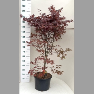 ACER PA BLOODGOOD