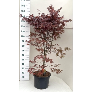ACER PA BLOODGOOD