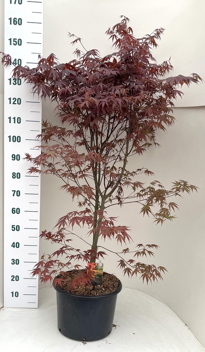 <h4>ACER PA BLOODGOOD</h4>