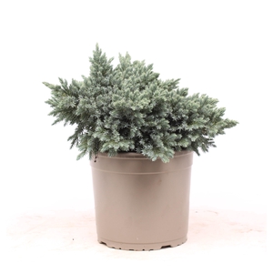 Juniperus squamata 'Blue Star'