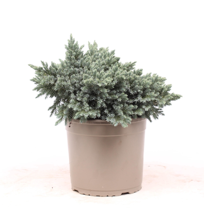 <h4>Juniperus squamata 'Blue Star'</h4>