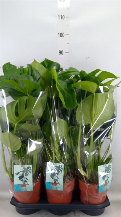 <h4>Monstera delic.</h4>