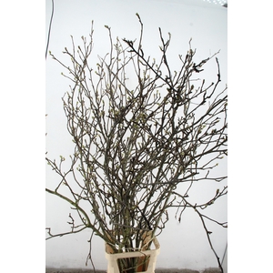 PERENBLOESEM CHOJURO PER STEM 200CM