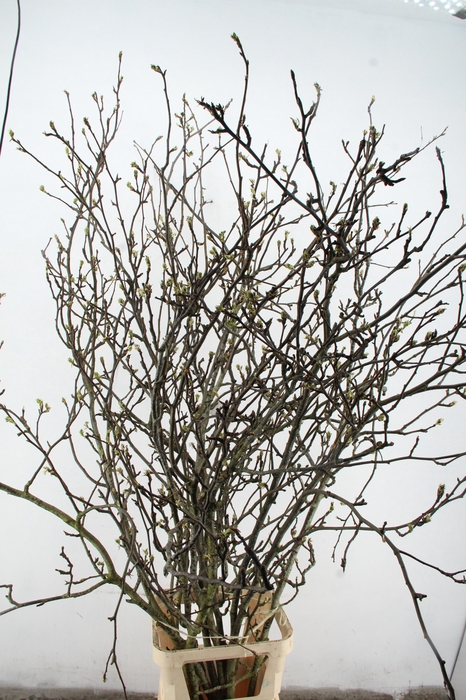 <h4>PERENBLOESEM CHOJURO PER STEM 200CM</h4>