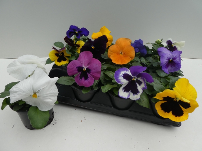 <h4>VIO WI DELTA MIXK</h4>