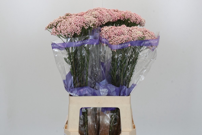 <h4>Ozothamnus Cooks Pink</h4>