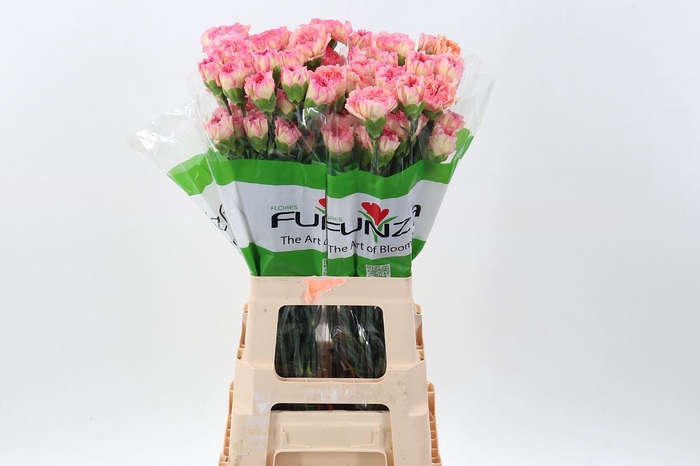 <h4>Dianthus ST 'Maracuya'</h4>