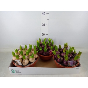 Hyacinthus orie. 'Pearl'  ...mix  3