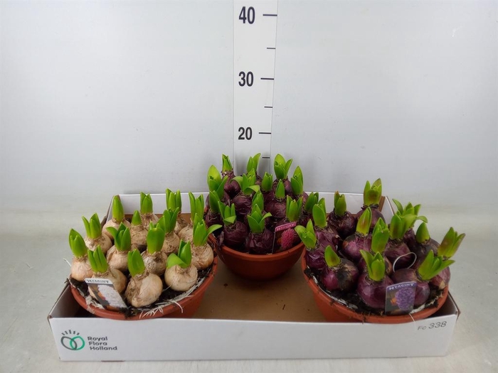 <h4>Hyacinthus orie. 'Pearl'  ...mix  3</h4>