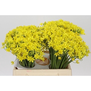 Allium Moly Jeannine