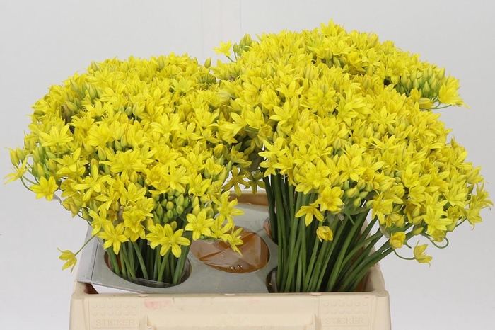 <h4>Allium Moly Jeannine</h4>