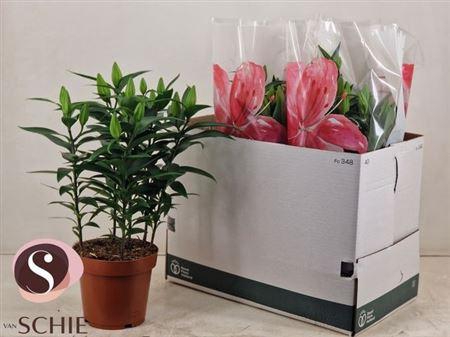 <h4>Lil Or Starlight Exp 5pp</h4>