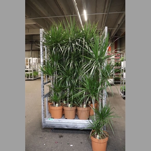 Dra Marginata