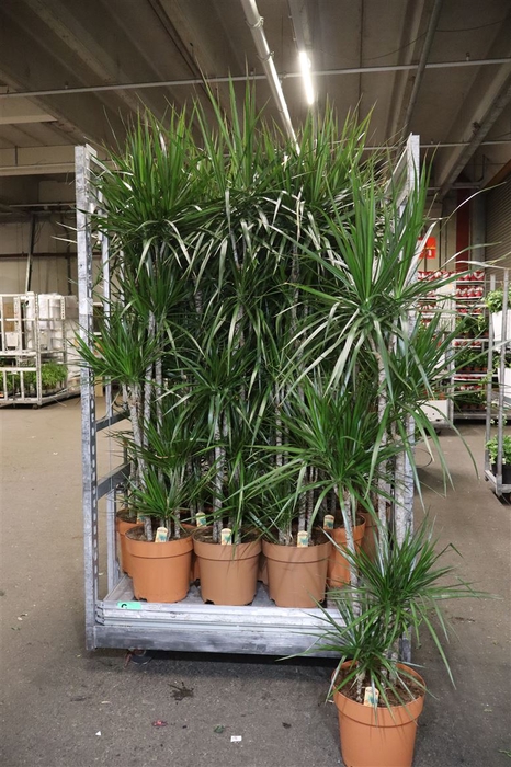 <h4>Dra Marginata</h4>