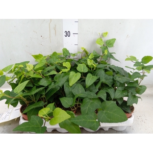 Hedera helix 'Mein Herz'