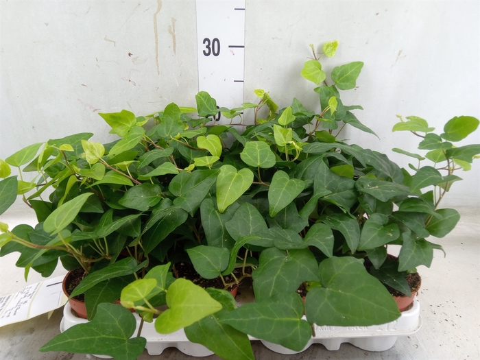 <h4>Hedera helix 'Mein Herz'</h4>