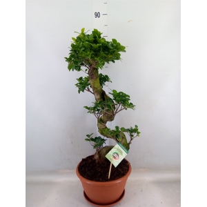 Ficus microcarpa 'Ginseng'