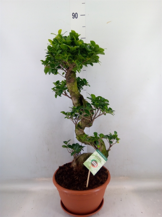 <h4>Ficus microcarpa 'Ginseng'</h4>