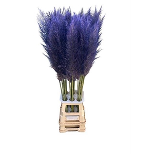 CORTA SE PUMILA LAVENDER