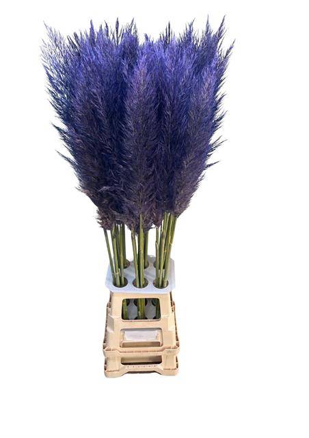<h4>CORTA SE PUMILA LAVENDER</h4>