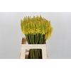 Kniphofia Sunningdale Yellow