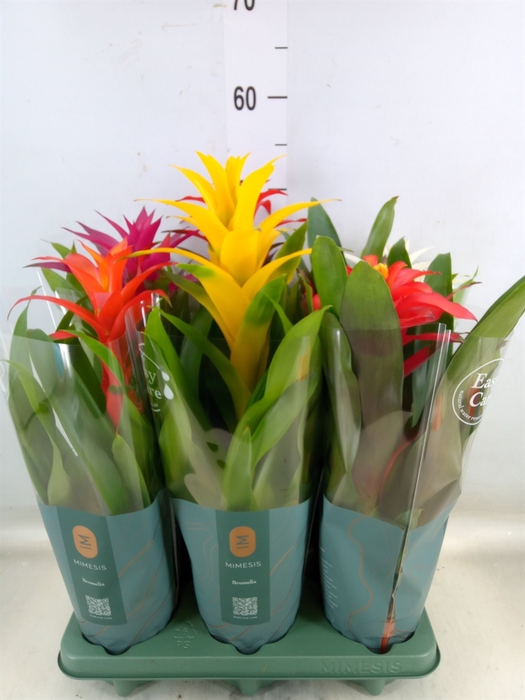<h4>Guzmania   ...mix</h4>
