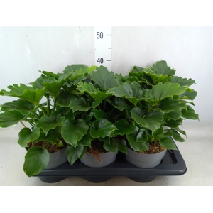 Philodendron   ...