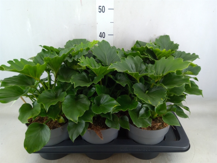 <h4>Philodendron   ...</h4>
