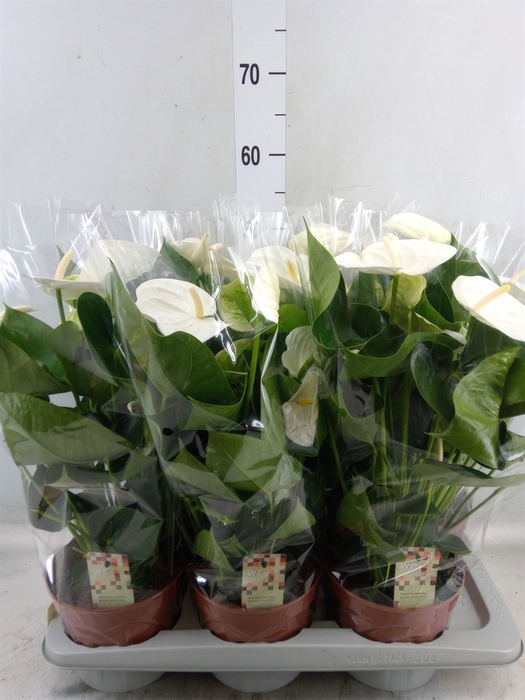 <h4>Anthurium andr. 'Alpine'</h4>