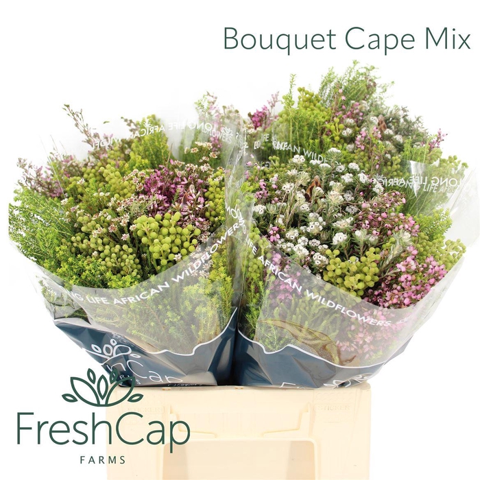 <h4>Bouquet Cape Mix</h4>