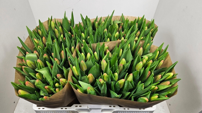 <h4>TU EN TRAILBLAZER</h4>