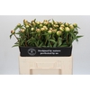 Paeonia Duchesse De Nemours