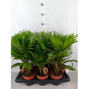 Livistona rotundifolia