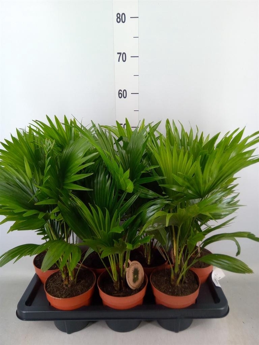 <h4>Livistona rotundifolia</h4>