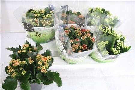 arr8 Kal Ge Gem 5 Kl