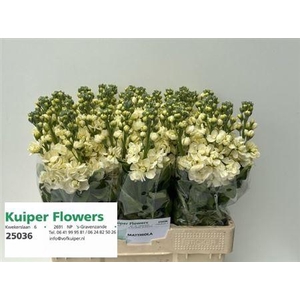 Matth Mathild Yellow